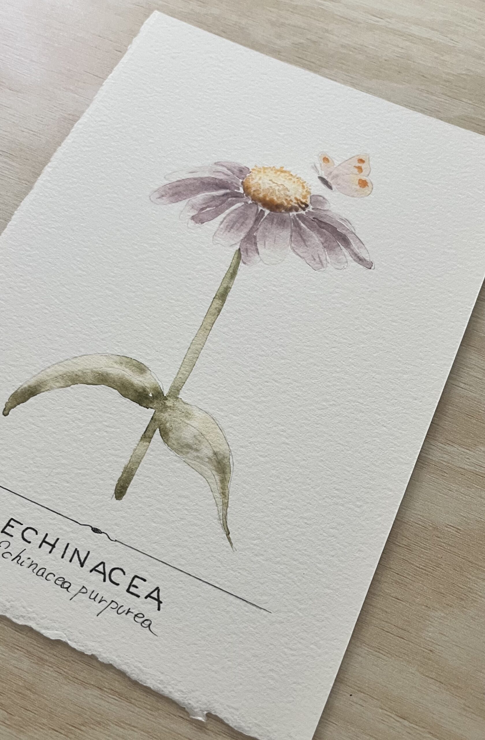 Pintar Echinacea