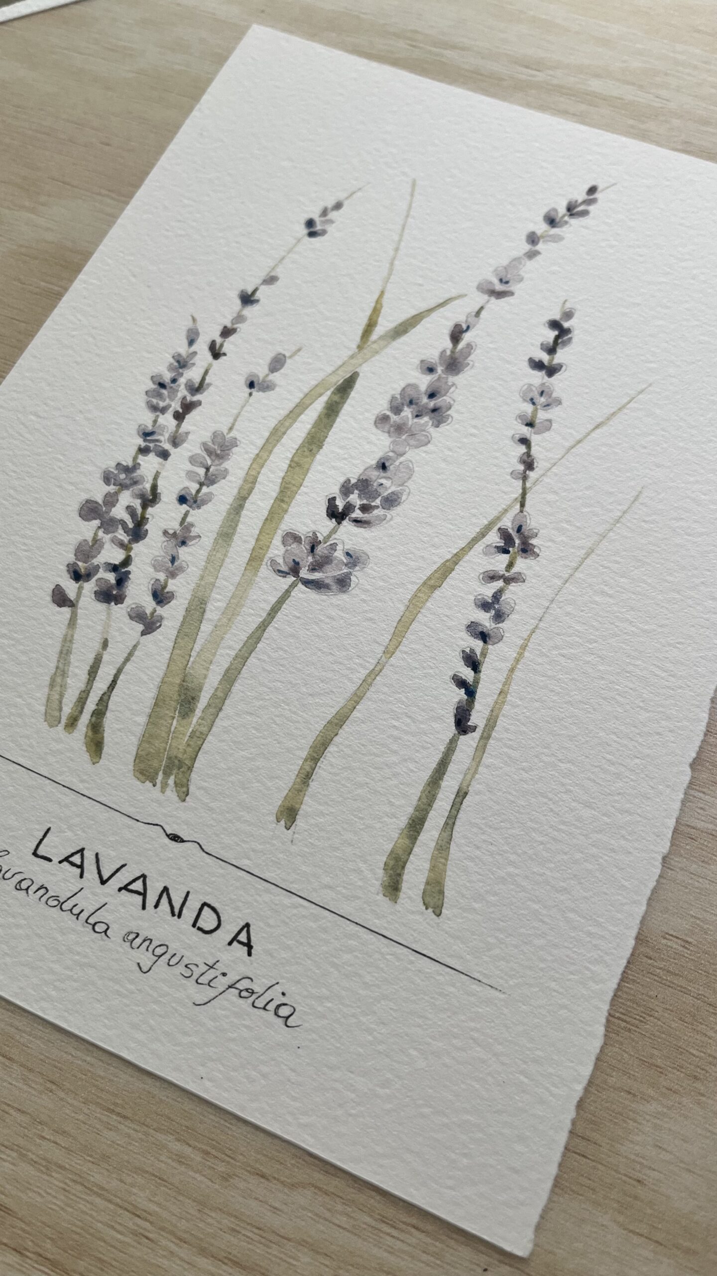 Lavanda en acuarela